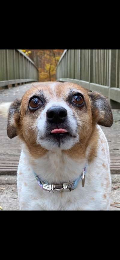 Fotochallenge Nr. 59 - Mein Hund zeigt die Zunge-Beitrag-Bild