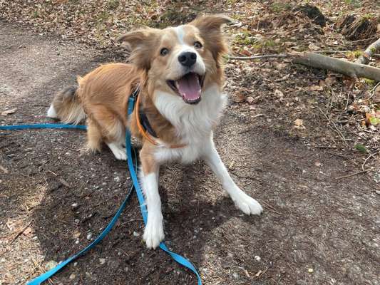 Dogorama Photo Challenge - Einmal lächeln bitte-Beitrag-Bild