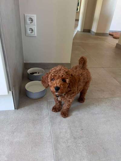 Hundetreffen-Spiel- und Gassipartner gesucht-Bild