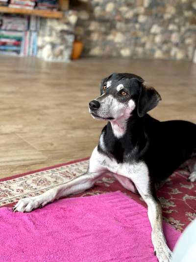 TierschutzhundeStammtisch🐕-Beitrag-Bild