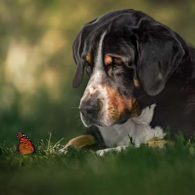 %{de_profession_title}-Shooting "Schnappschuss & Schnauze"-Bild