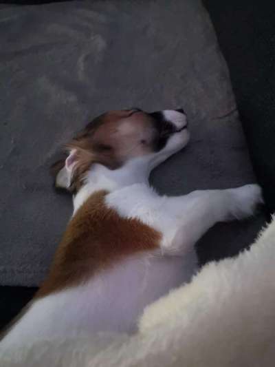 Welpen Bilder !-Beitrag-Bild