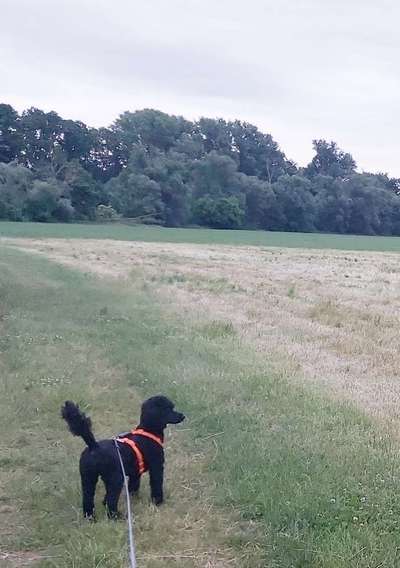 Alles rund um den Pudel-Beitrag-Bild