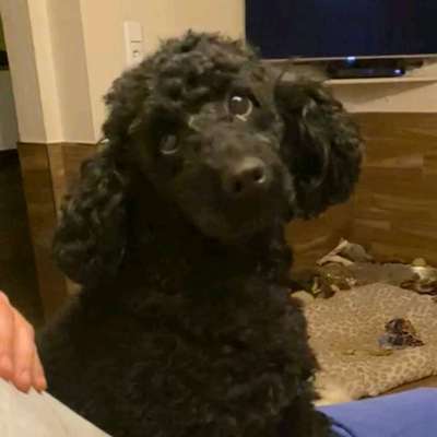 Alles rund um den Pudel-Beitrag-Bild