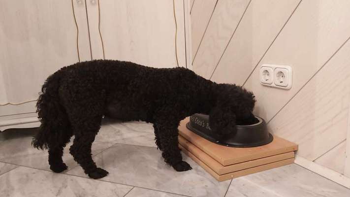 Zeigt her Eure Futternäpfe-Beitrag-Bild