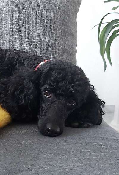 Dackelblick-Beitrag-Bild