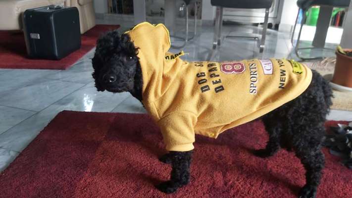 Alles rund um den Pudel-Beitrag-Bild