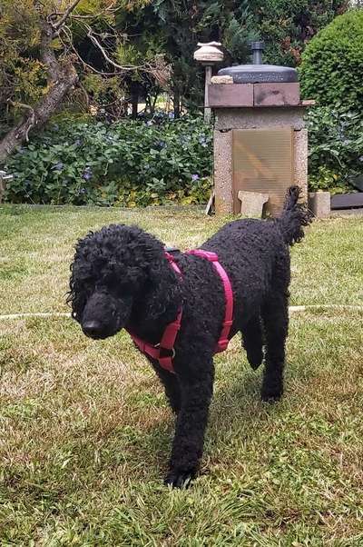 Alles rund um den Pudel-Beitrag-Bild