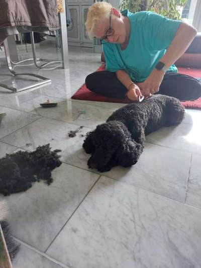 Alles rund um den Pudel-Beitrag-Bild