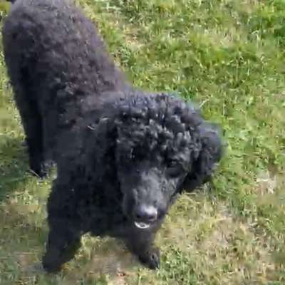 Alles rund um den Pudel-Beitrag-Bild