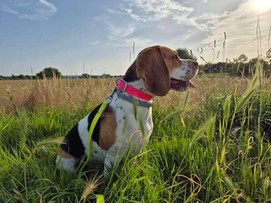 Hundetreffen-Spazierrunde gesucht-Bild