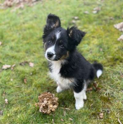Hundetreffen-Spiel und Spaziergangpartner gesucht