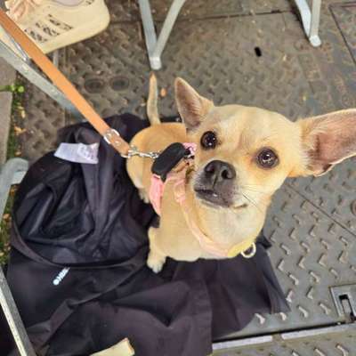 Hundetreffen-Doggo&Vino Treffen-Bild