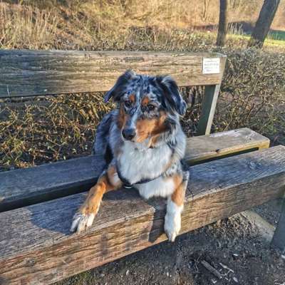 Hundetreffen-Freunde fûr meine Australian shepherd Hündin gesucht-Bild