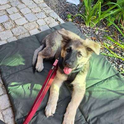 Hundetreffen-Welpentreffen Umkreis Hattersheim-Bild