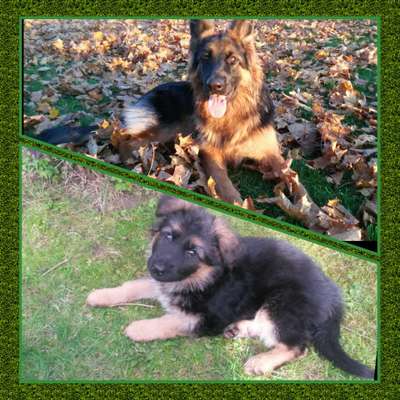 Welpen Bilder !-Beitrag-Bild