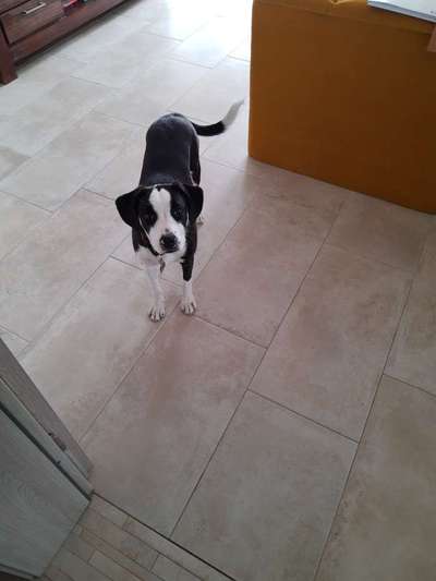 Labradorfans-Beitrag-Bild