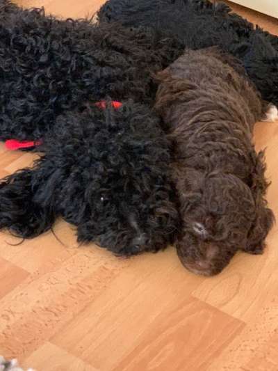 Fotochallenge liebespaare-Beitrag-Bild