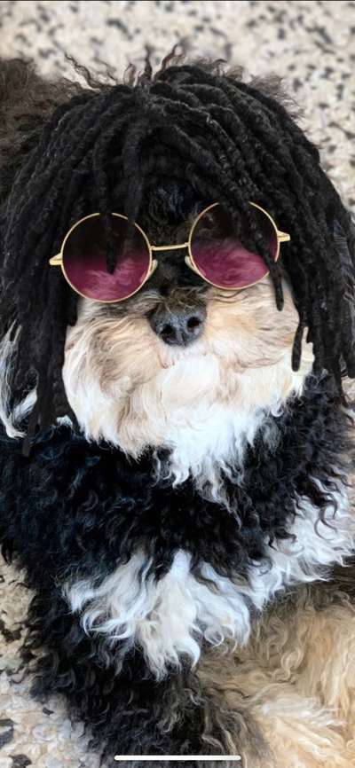 Die Dogorama Kalender Challenge Titelbild-Beitrag-Bild