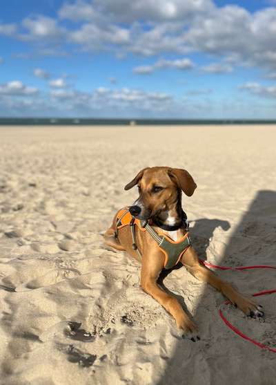 Hundetreffen-Vorbild-Buddy für unsere junge, wilde Hummel gesucht-Bild