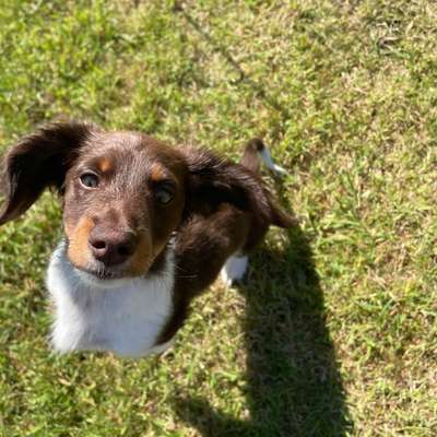 Hundetreffen-Spielfreunde für Zwergdackel 4 Monate alt-Bild