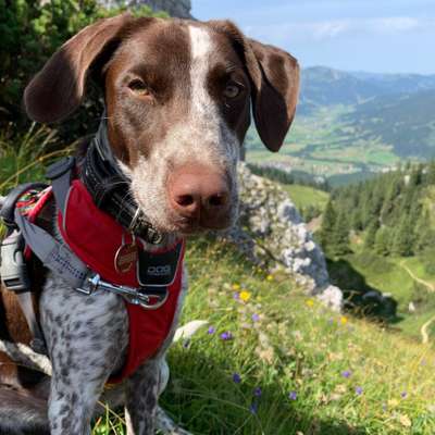 Hundetreffen-Spielen und Gassi gehen-Bild