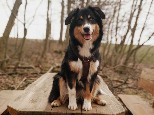 Dogorama Photo Challenge - Der Frühling kommt-Beitrag-Bild