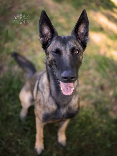 Fotochallenge Nr. 59 - Mein Hund zeigt die Zunge-Beitrag-Bild