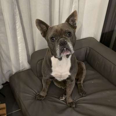 Hundetreffen-Hundefreund gesucht 🥰-Bild