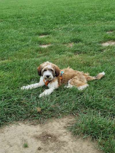 Tibet Terrier-Beitrag-Bild