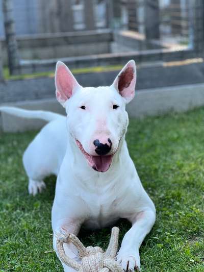 Rassen und ihre Eigenschaften-Beitrag-Bild