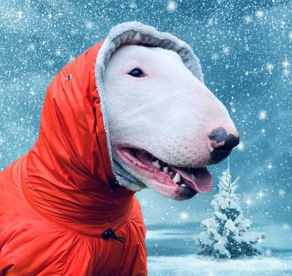 Photomontagen mit Hund-Beitrag-Bild