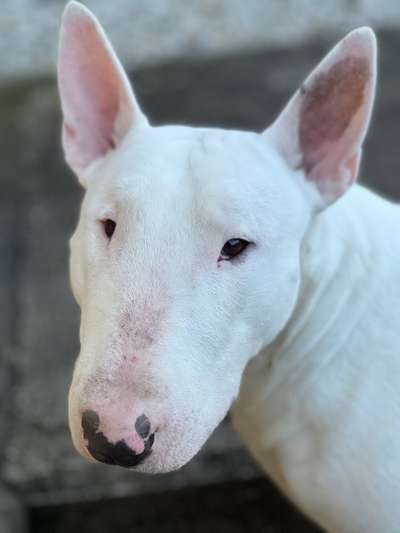 Zeigt mir die tollste Nahaufnahme von eurer Fellnase-Beitrag-Bild