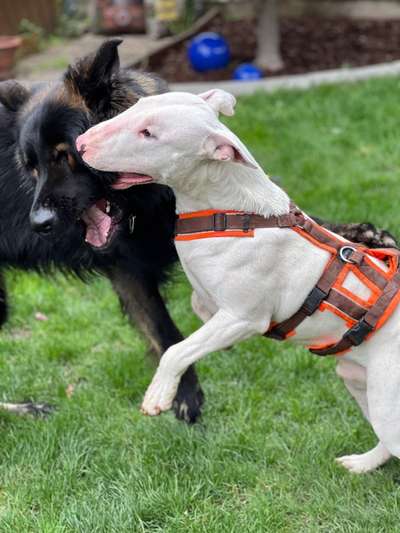 Hunde in Action-Beitrag-Bild