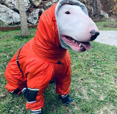 Alles rund um Hundemäntel/Bekleidung-Beitrag-Bild