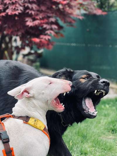 Dogorama Photo Challenge - Gegensätze-Beitrag-Bild