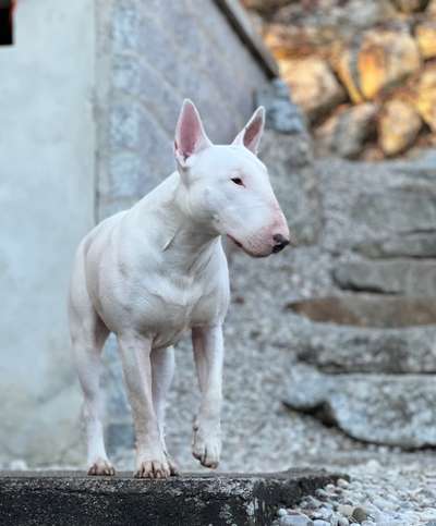 Dogorama Photo Challenge - Steine/Felsen-Beitrag-Bild