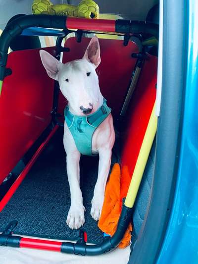 Hund auf Rückbank in Hundebox?-Beitrag-Bild