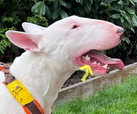 Miniatur Bull Terrier-Beitrag-Bild