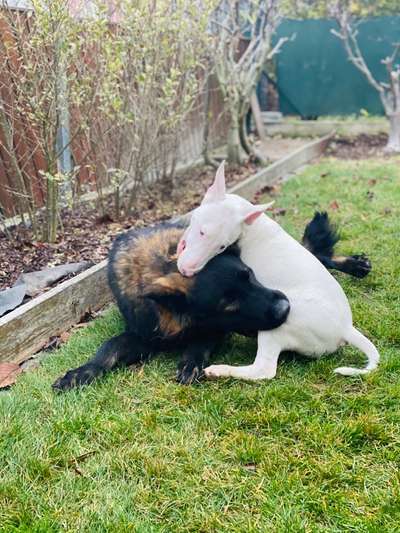 Bester Freund, Hundekumpel - zeigt her!-Beitrag-Bild