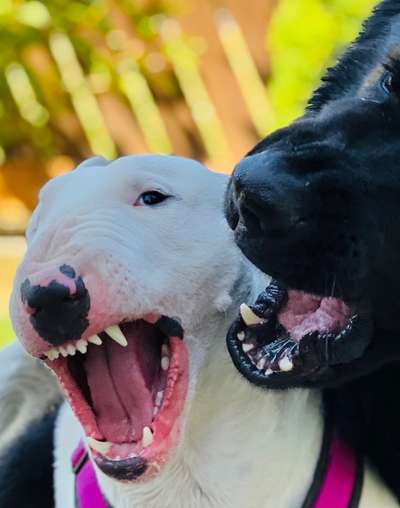 Dogorama Photo Challenge - Spielgesicht-Beitrag-Bild