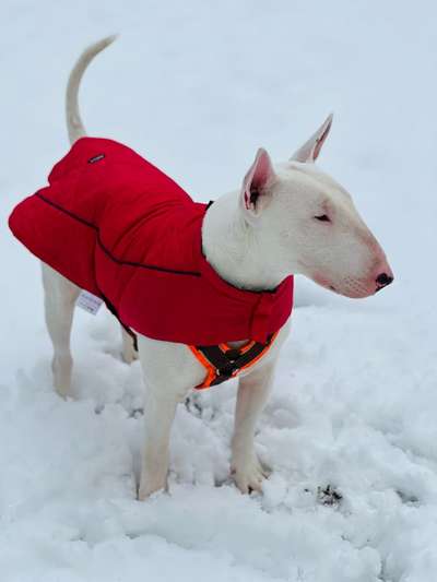 Winterkleidung Hund-Beitrag-Bild