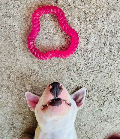 Fotochallenge Nr 96.: Bunt, Bunter, Hund 💐🌹🍁-Beitrag-Bild