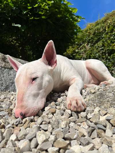 Fotosammlung: ,,Der natürliche Hund" Unbearbeitet, ungestellt und in Natura-Beitrag-Bild