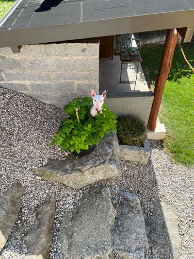 Garten: Geräte etc. zur Beschäftigung-Beitrag-Bild