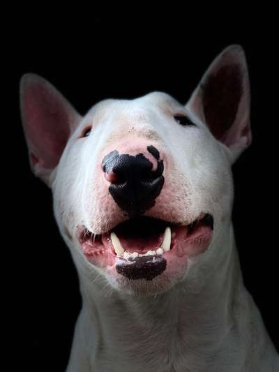 Foto's und Hundemodels-Beitrag-Bild