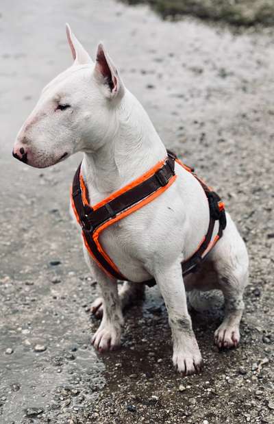 Seltene Rassen!-Beitrag-Bild