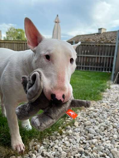 Gespaltene Kralle-Beitrag-Bild