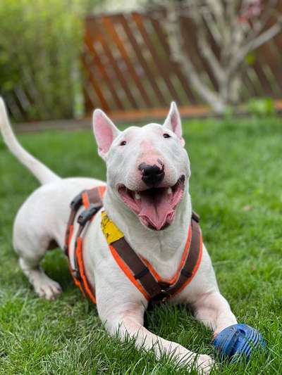 Welche Hunderasse-Beitrag-Bild