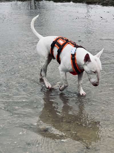 Richtige Hundegeschirr?-Beitrag-Bild